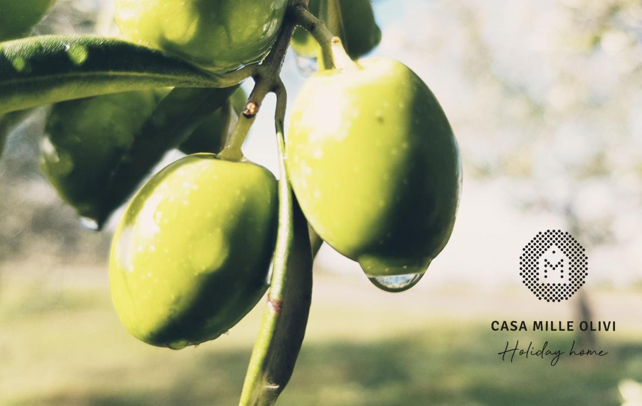Casa Mille Olivi Villa Buzet Dış mekan fotoğraf